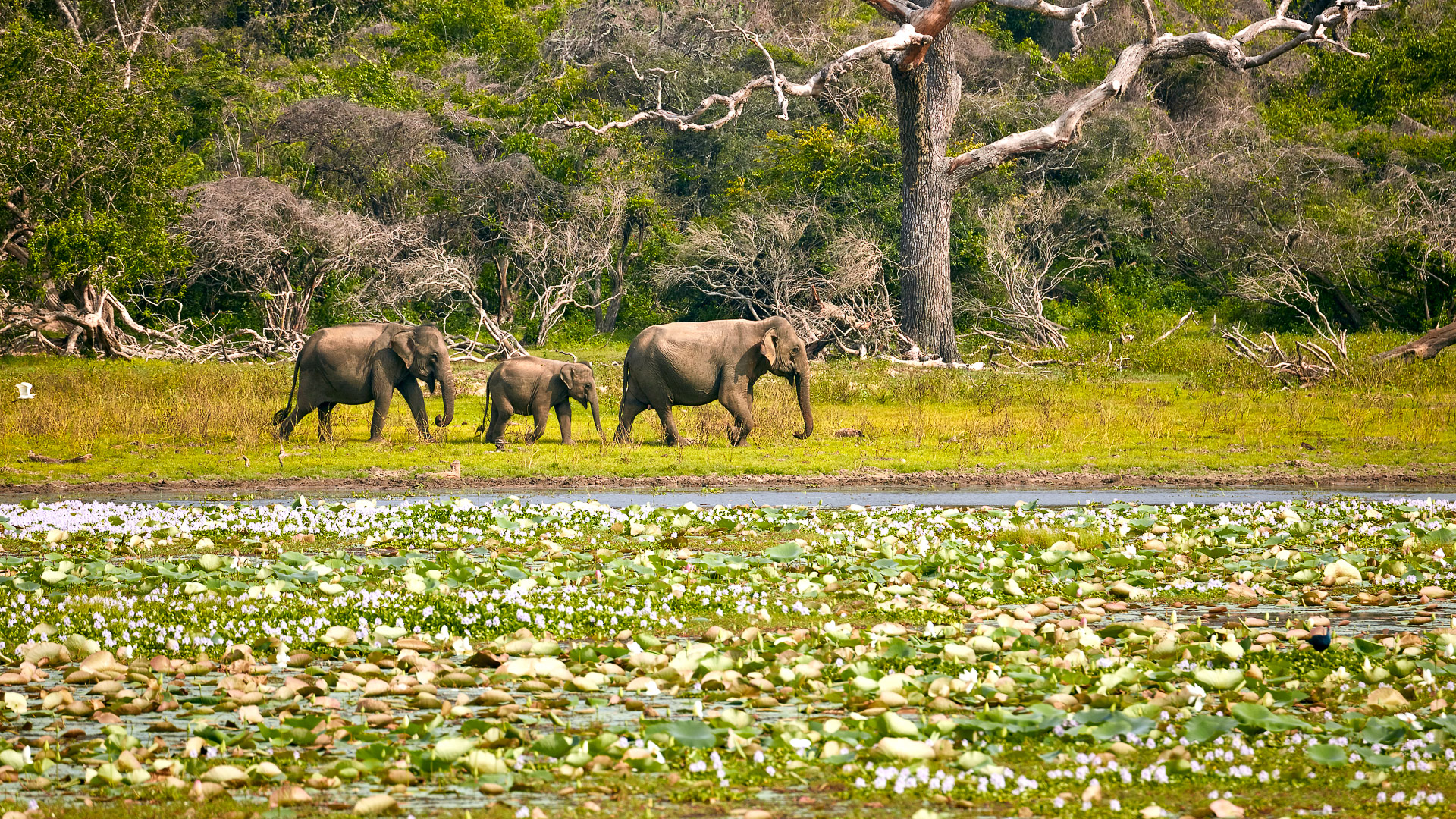 Yala National Park Sri Lanka - Southern Province destination